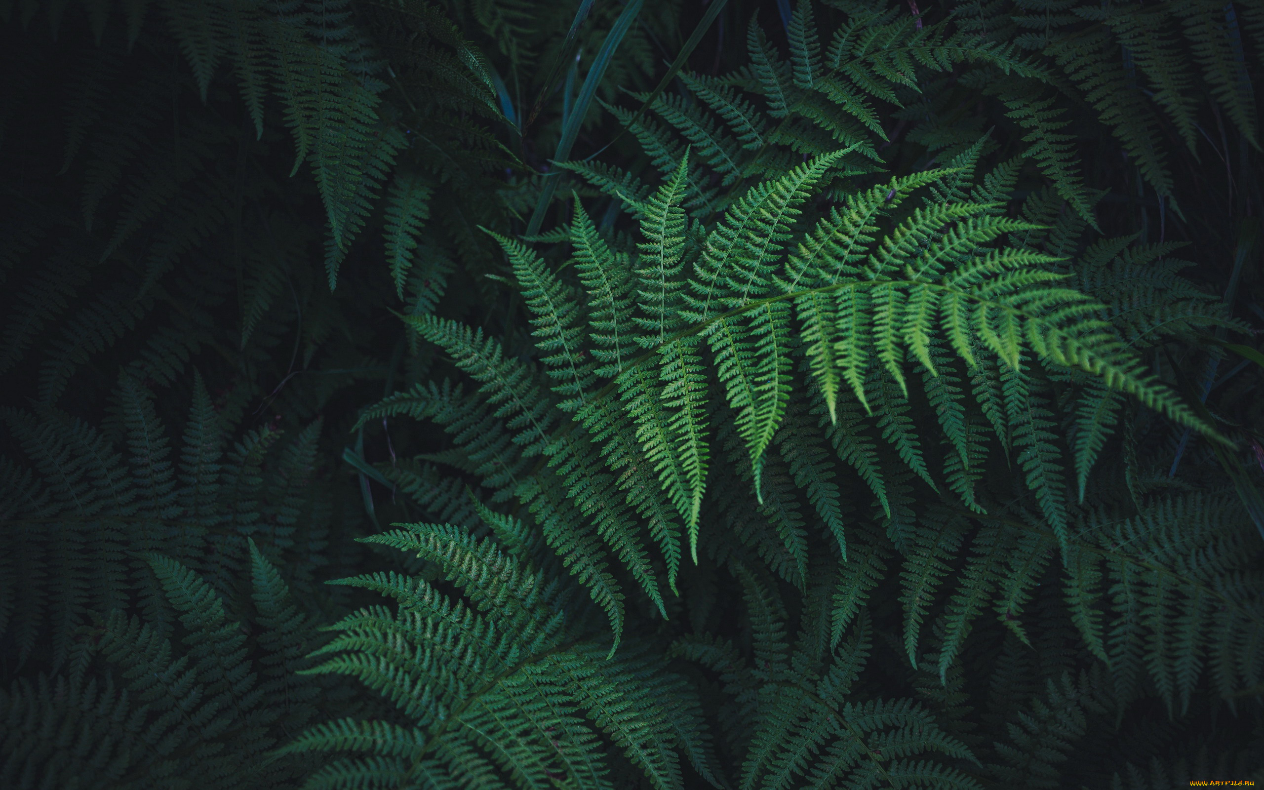 природа, листья, папоротник