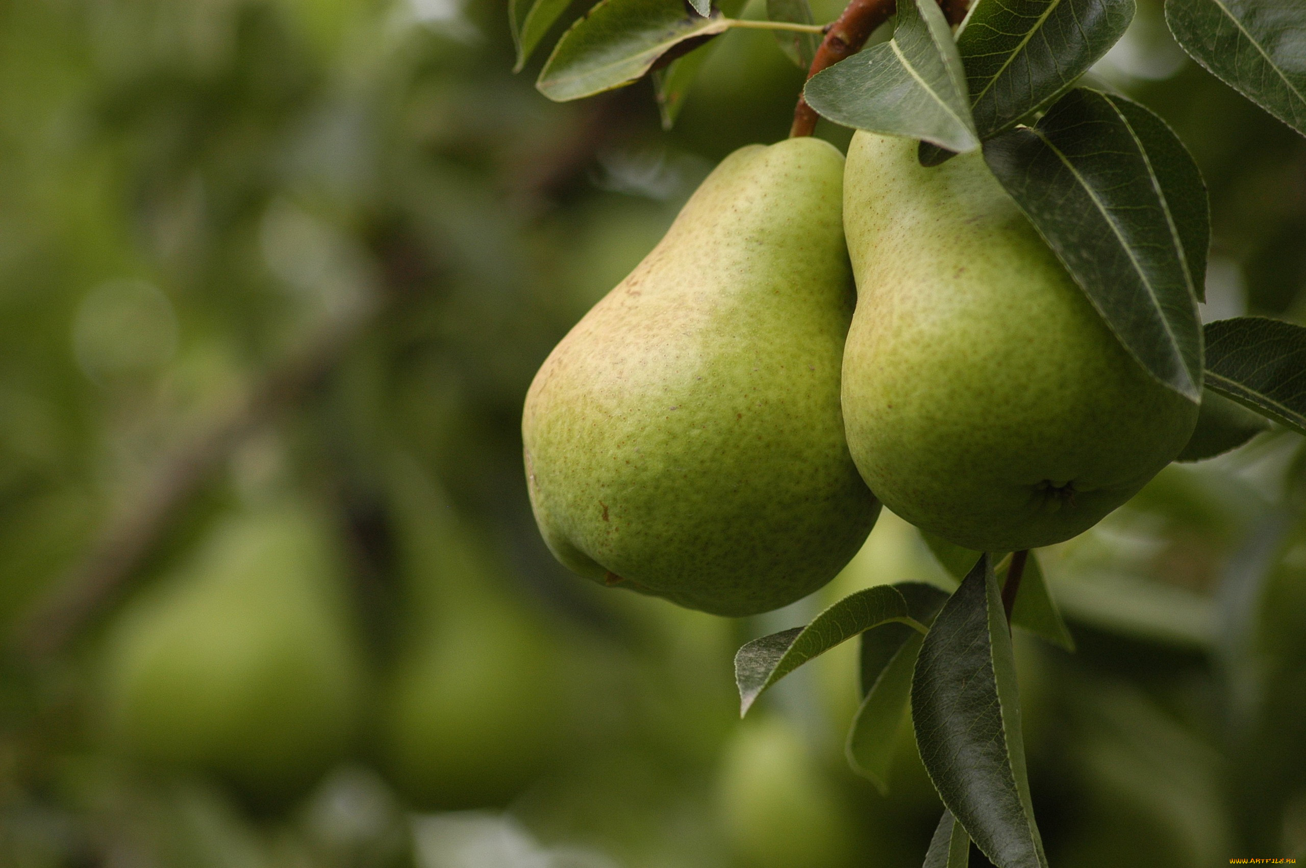 природа, плоды, груши