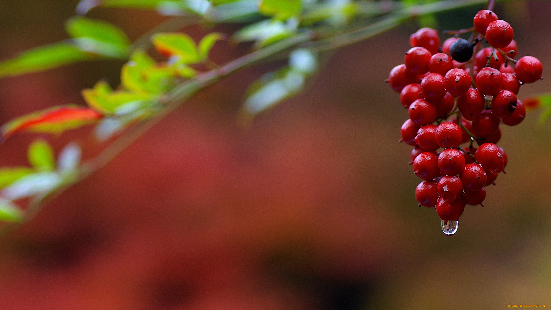 природа, ягоды, красные, гроздь