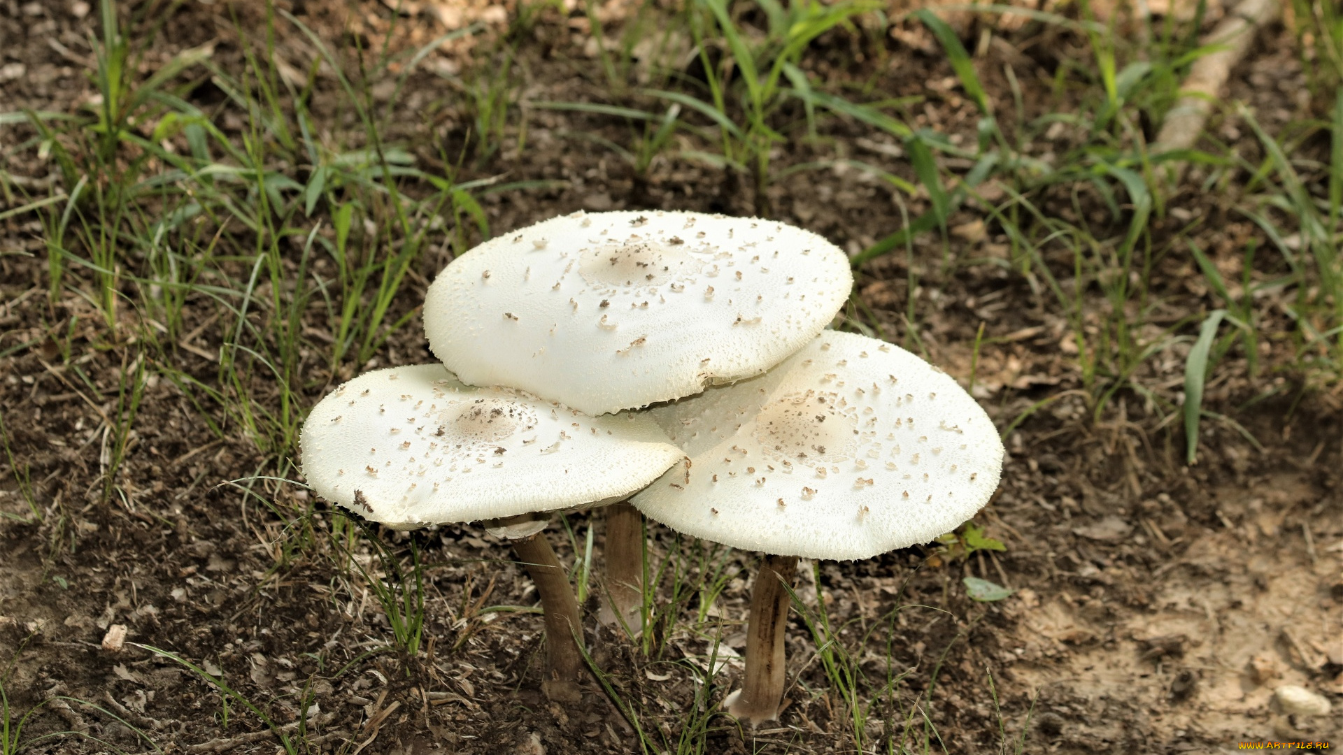 природа, грибы, грибная, семейка
