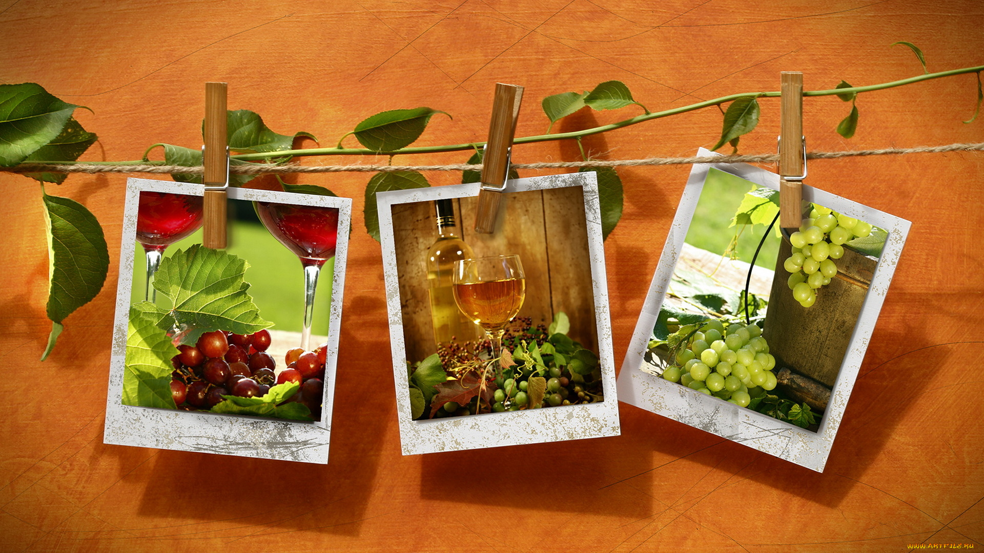 разное, -, другое, веревка, прищепки, фотографии, росток, виноград, вино