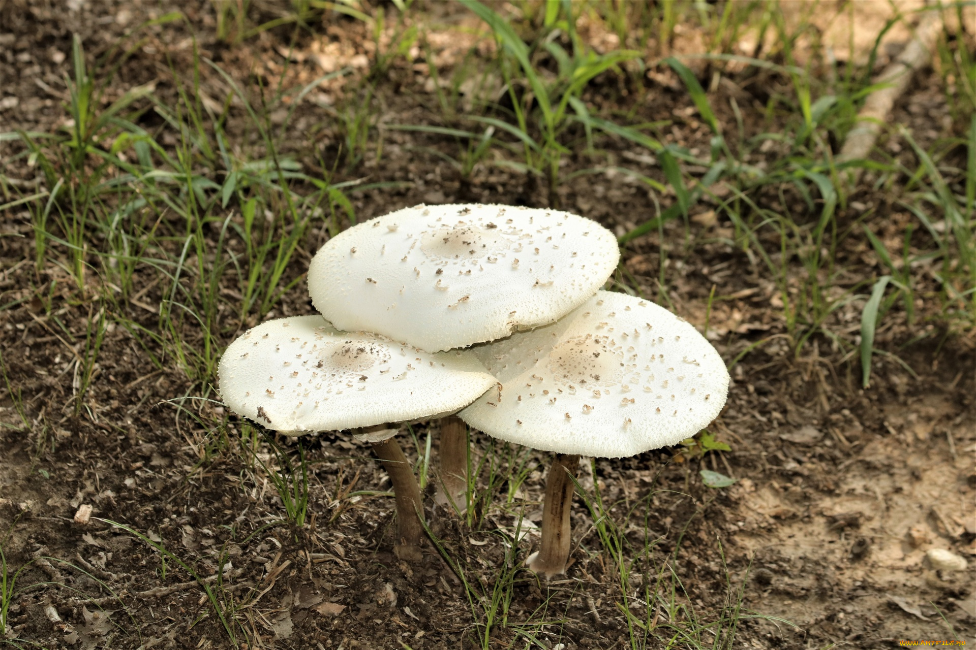 природа, грибы, грибная, семейка