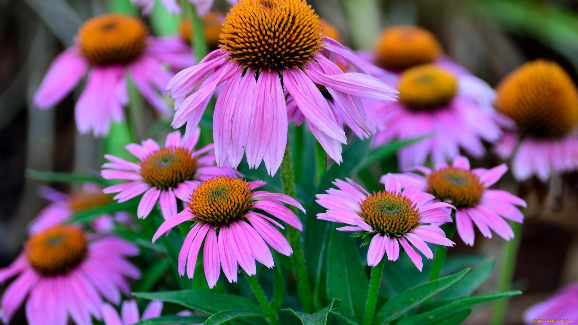 цветы, эхинацея, лиловая, макро