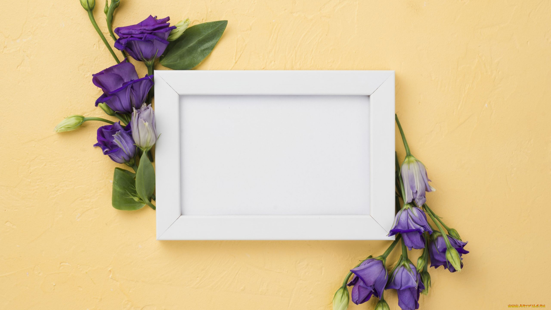 цветы, эустома, лиловая, рамка