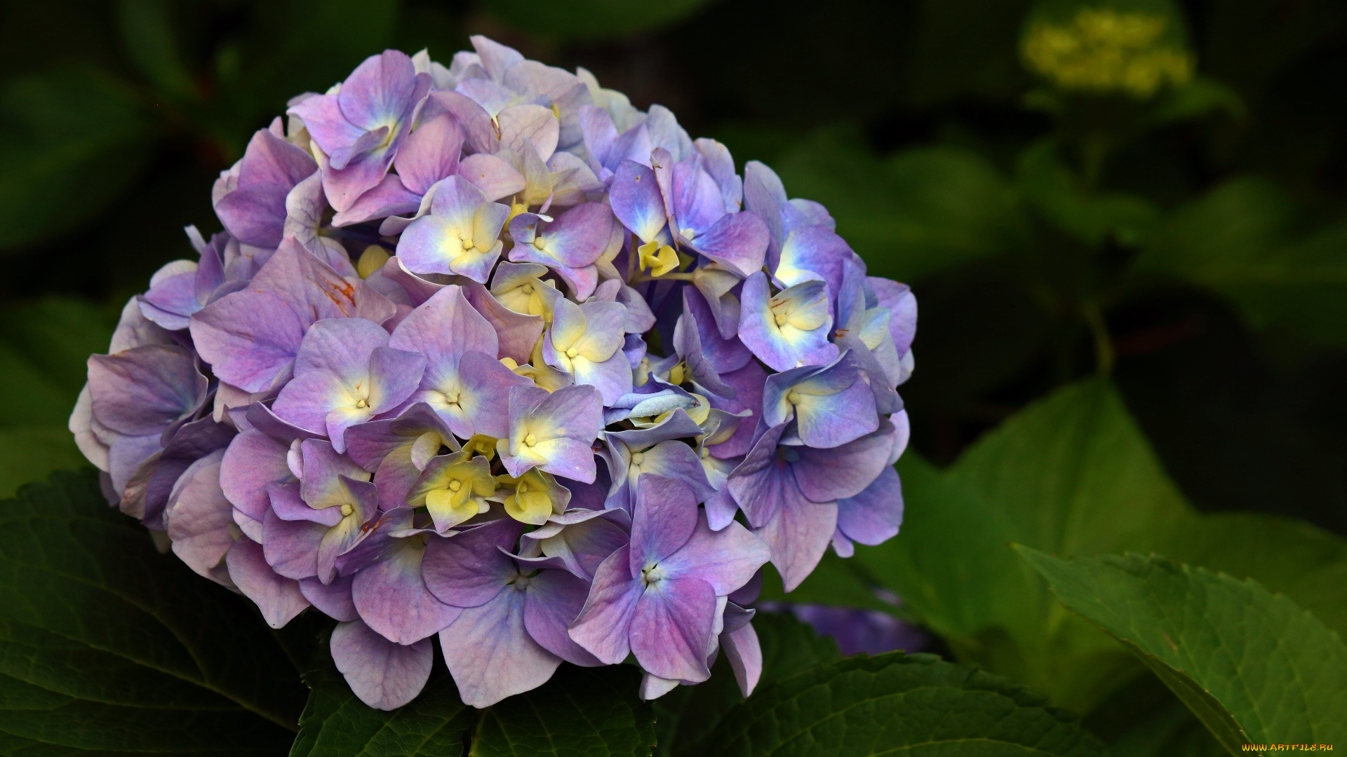 цветы, гортензия, лиловая, соцветие