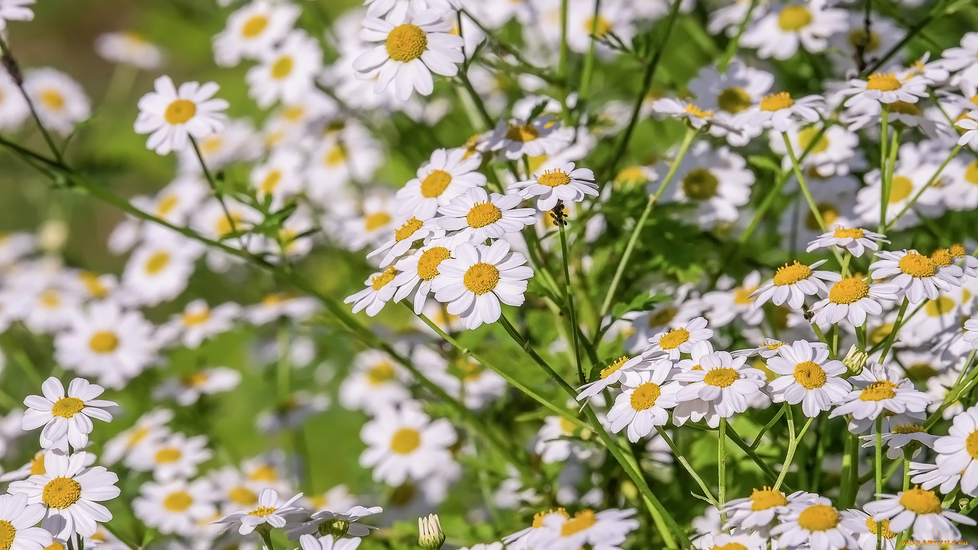 цветы, ромашки, белые, макро