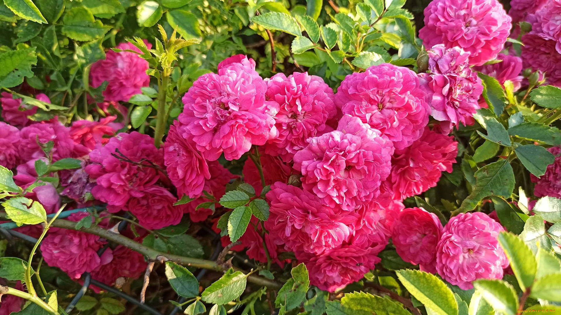 цветы, розы, куст, розовые