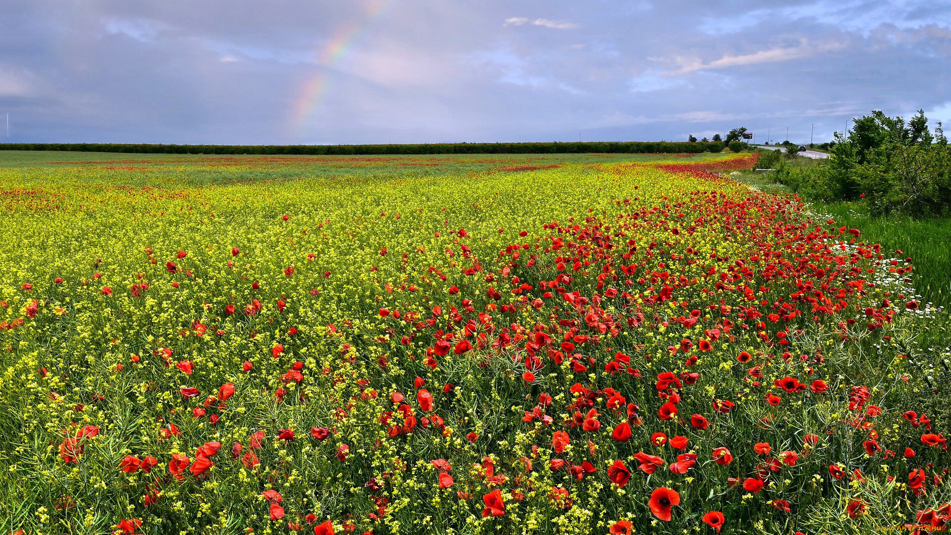 природа, луга, луг