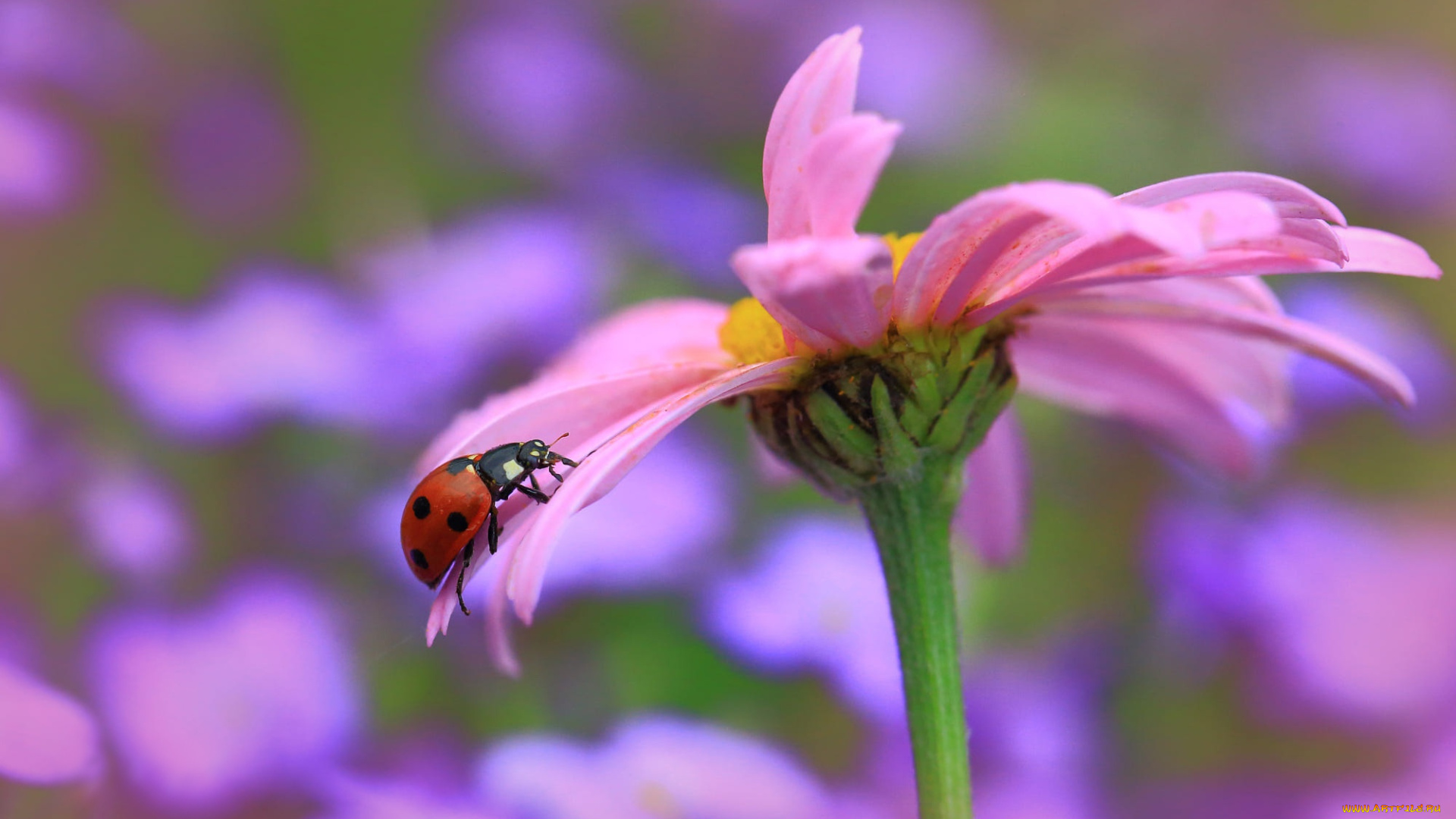 животные, божьи, коровки, божья, коровка, цветок, макро
