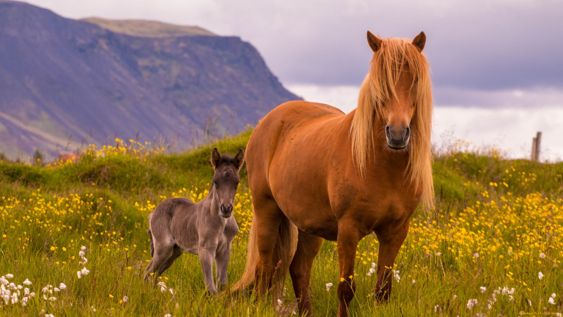 животные, лошади, лошадь