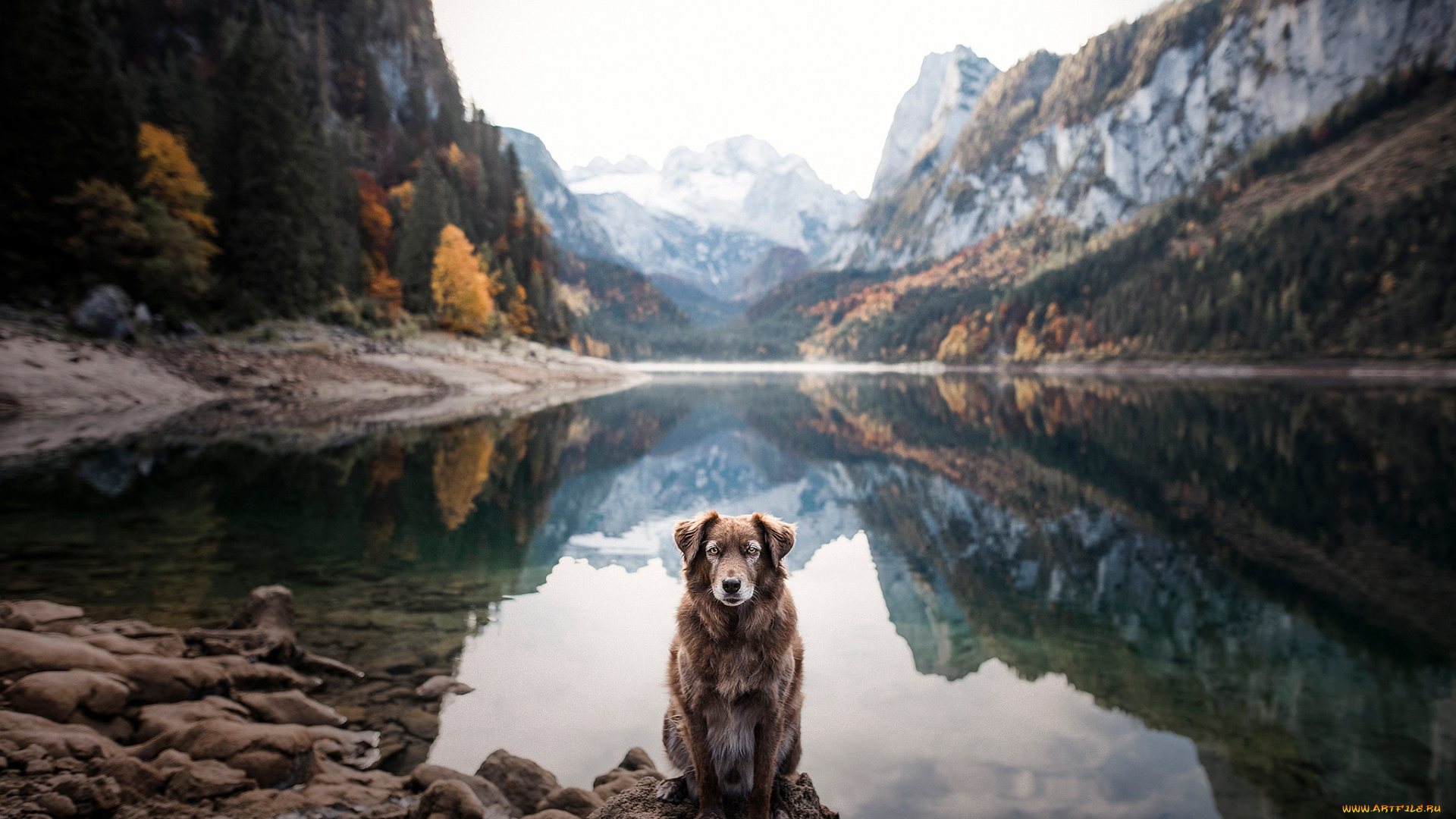 животные, собаки, собака