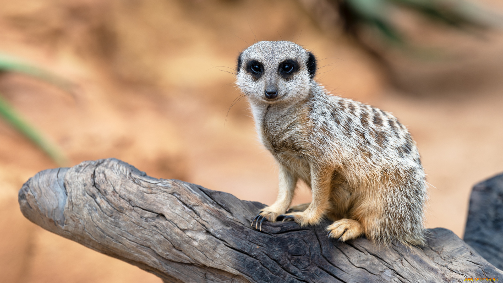 животные, сурикаты, сурикат, коряга