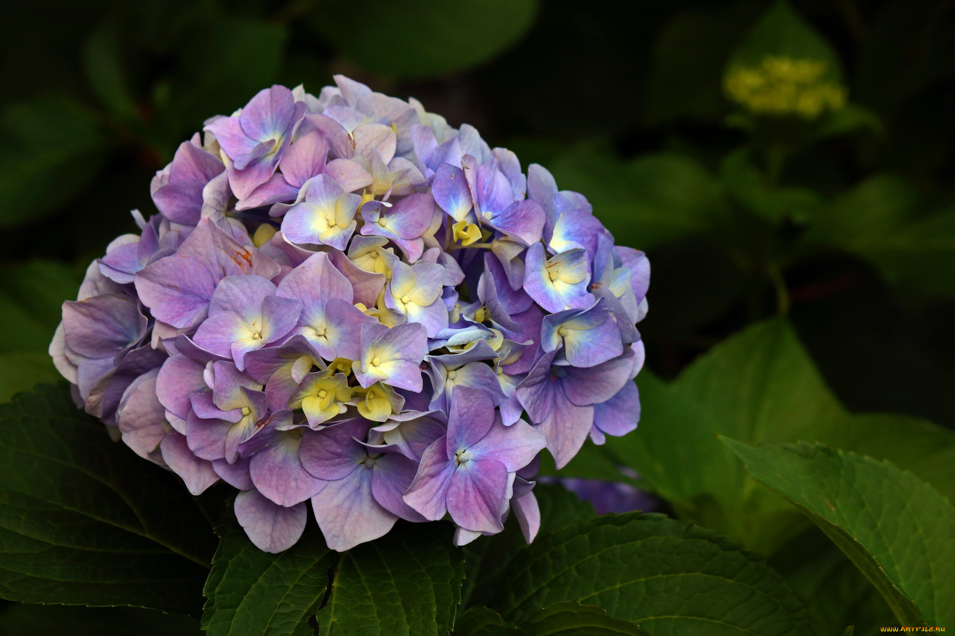 цветы, гортензия, лиловая, соцветие