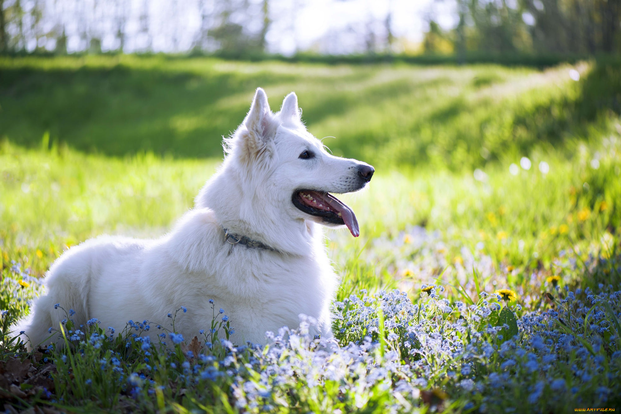 животные, собаки, собака