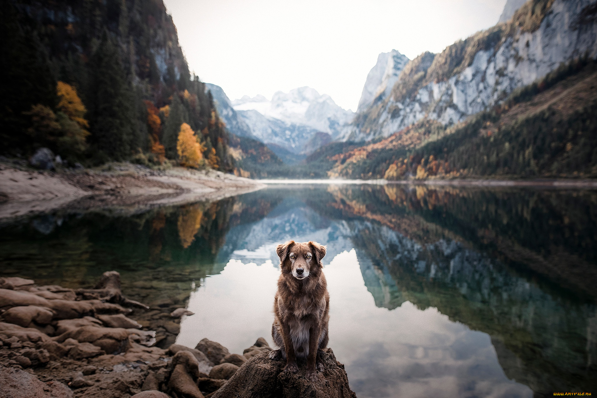 животные, собаки, собака