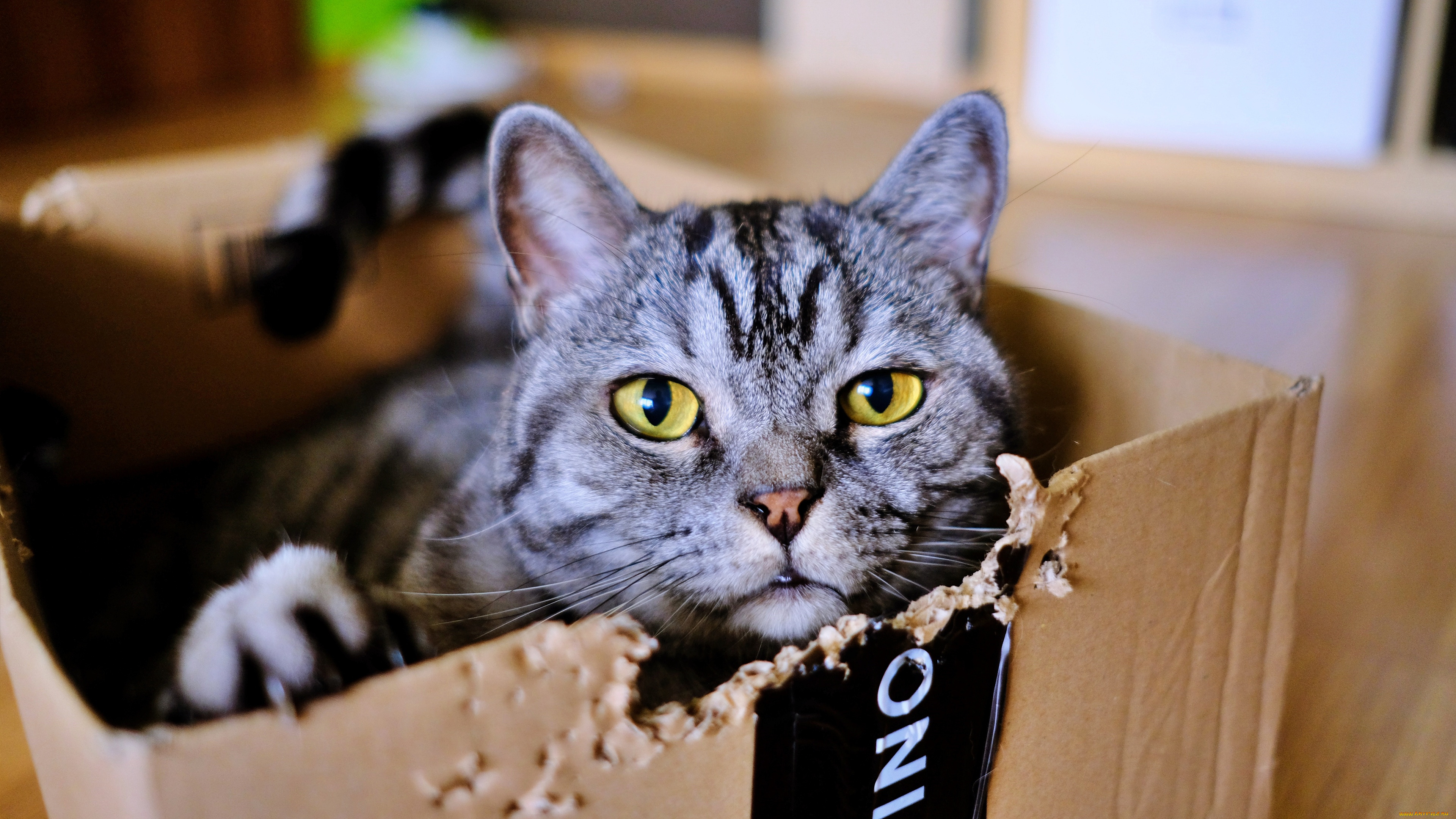 животные, коты, кот, кошка