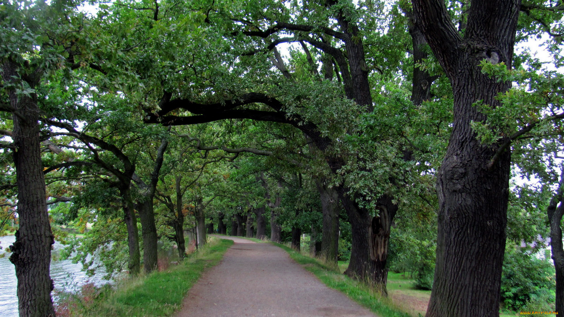природа, дороги, деревья, дорога