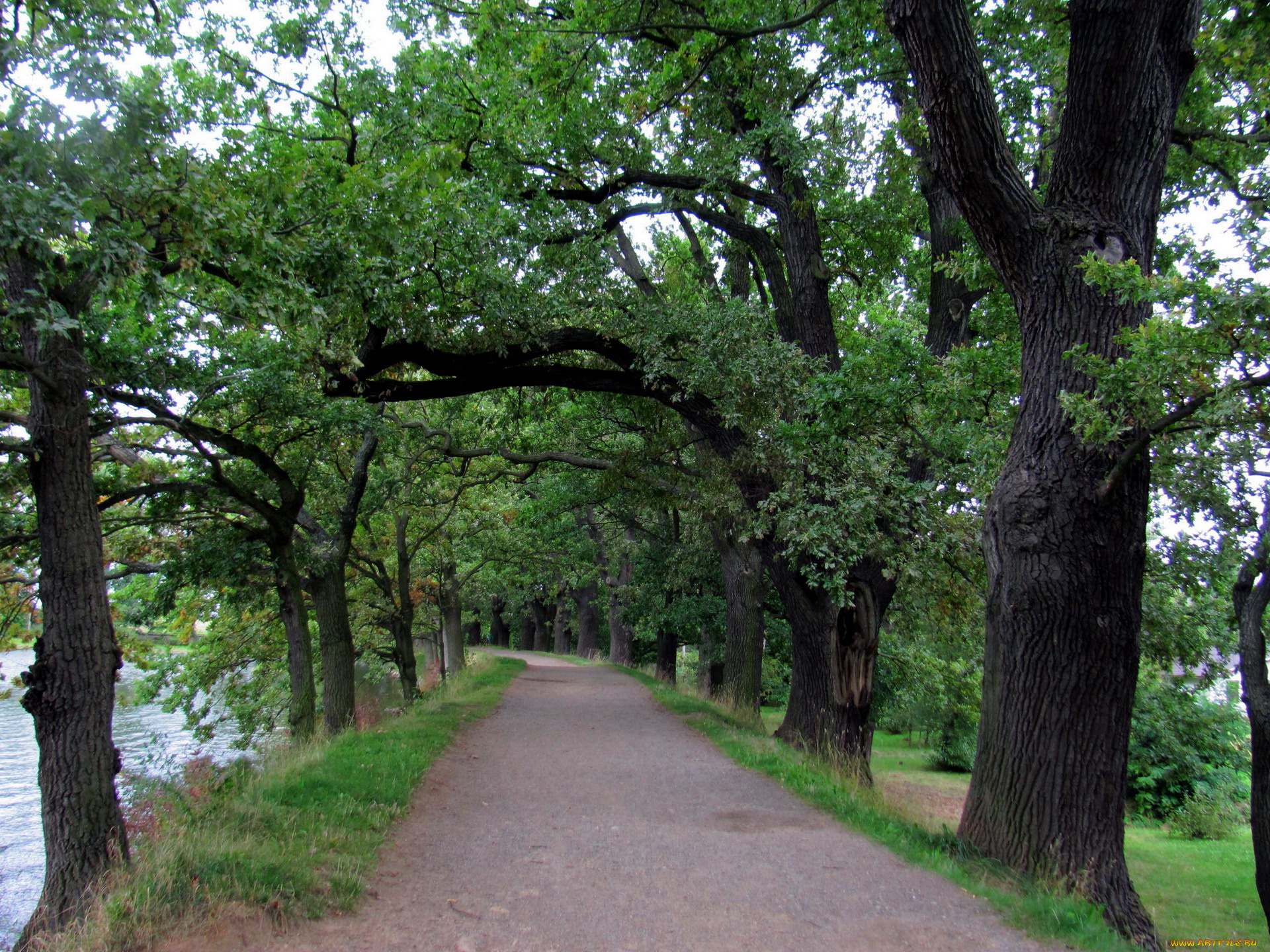 природа, дороги, деревья, дорога