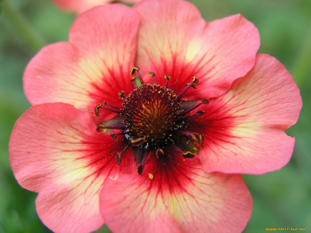 цветы, анемоны, адонисы