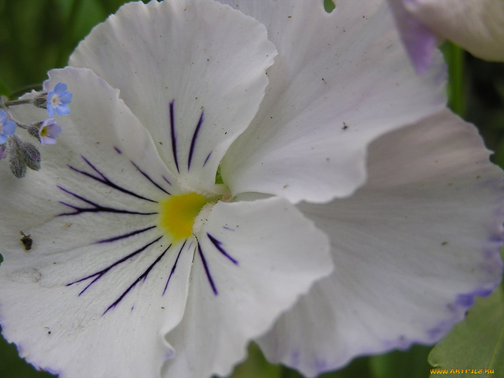 цветы, анютины, глазки, садовые, фиалки