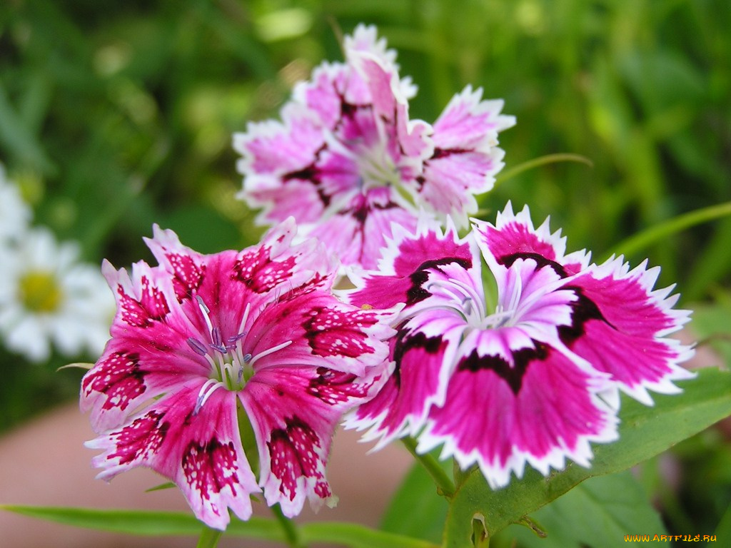 цветы, гвоздики