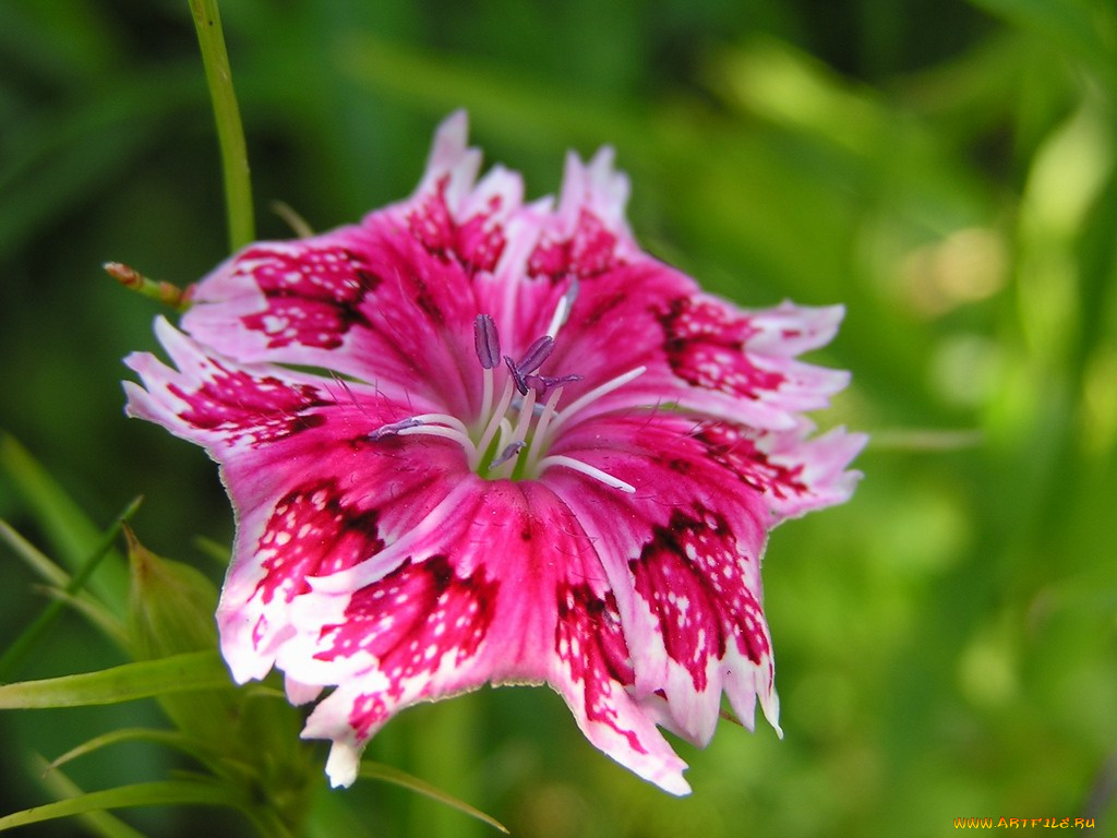 цветы, гвоздики