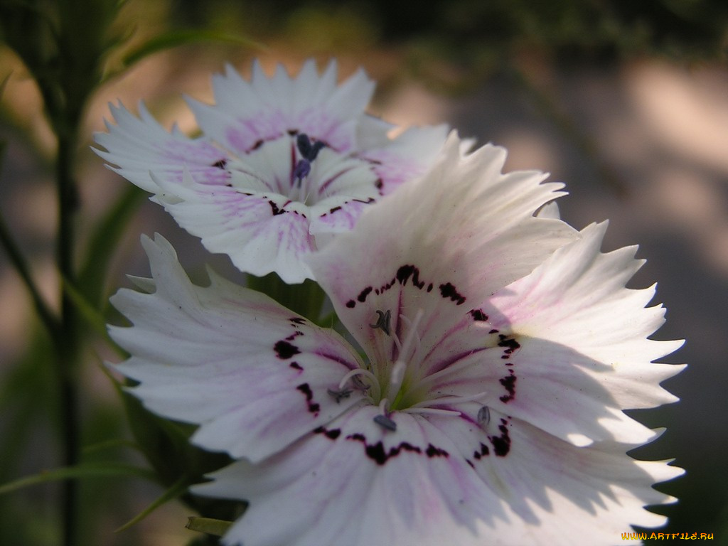 цветы, гвоздики