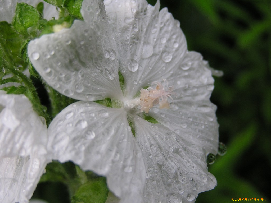 цветы, мальвы