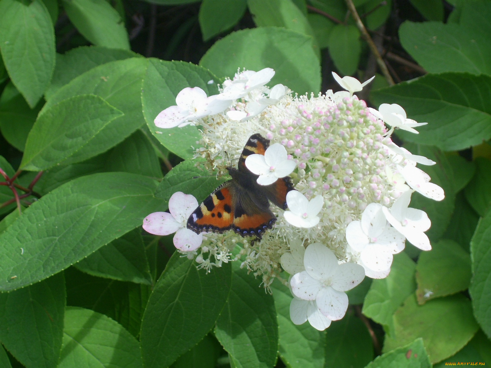 цветы, гортензия