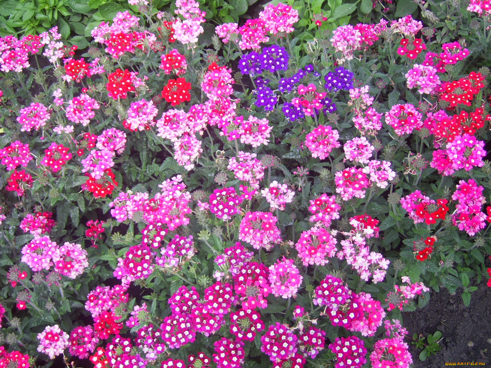 цветы, лантана, вербена