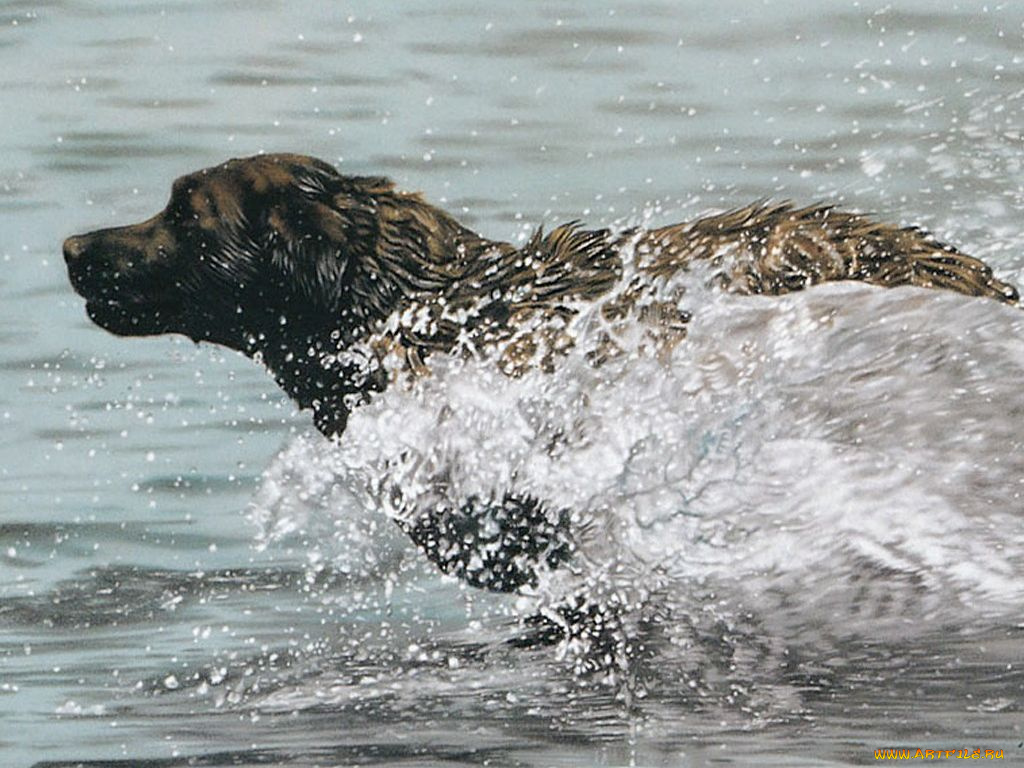 рисованные, животные