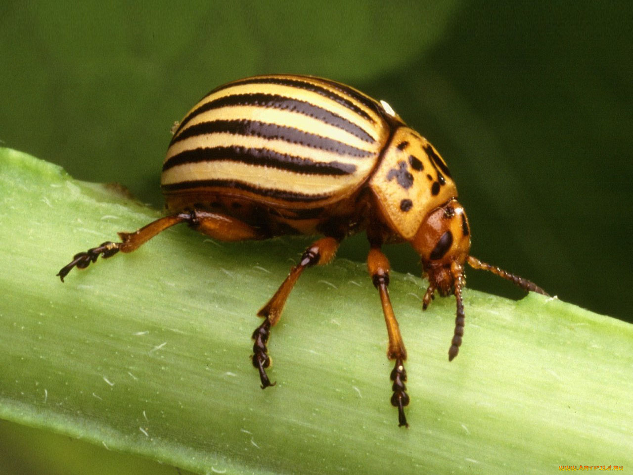 животные, насекомые