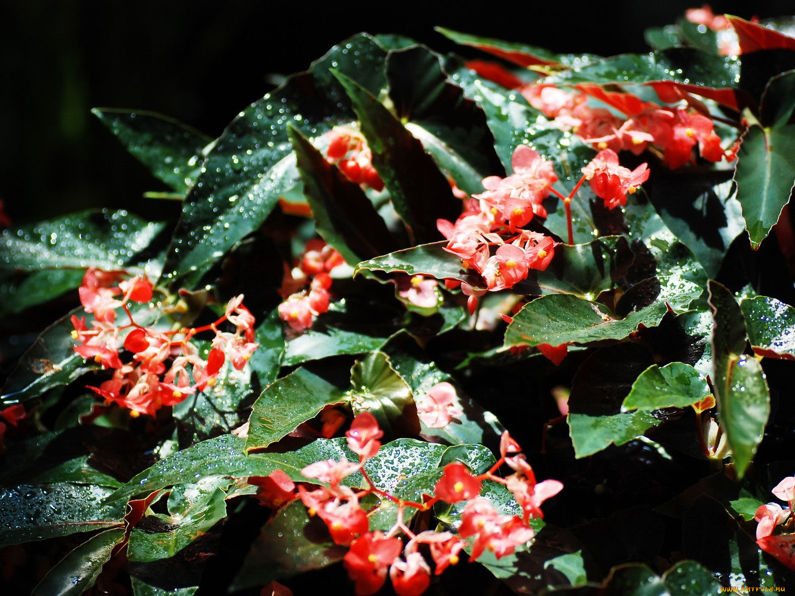 цветы, бегония