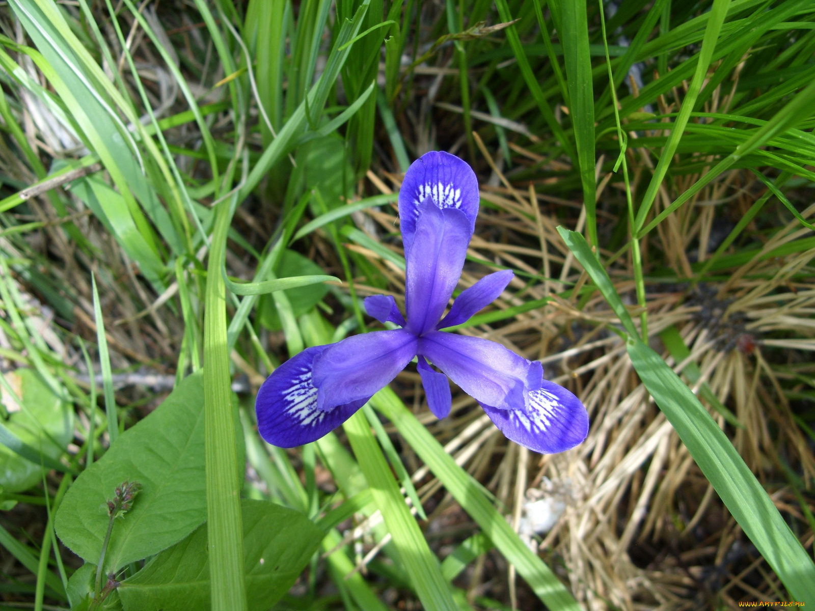 цветы, ирисы