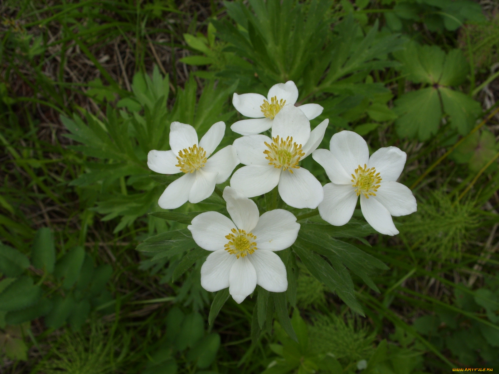 цветы, ветреницы, печёночницы