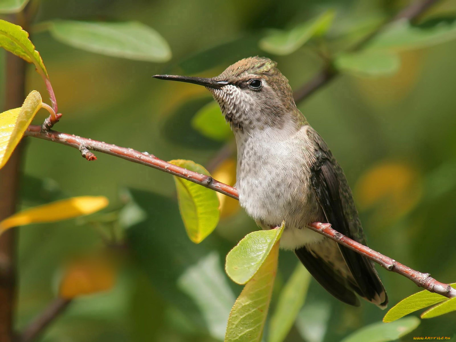 животные, колибри