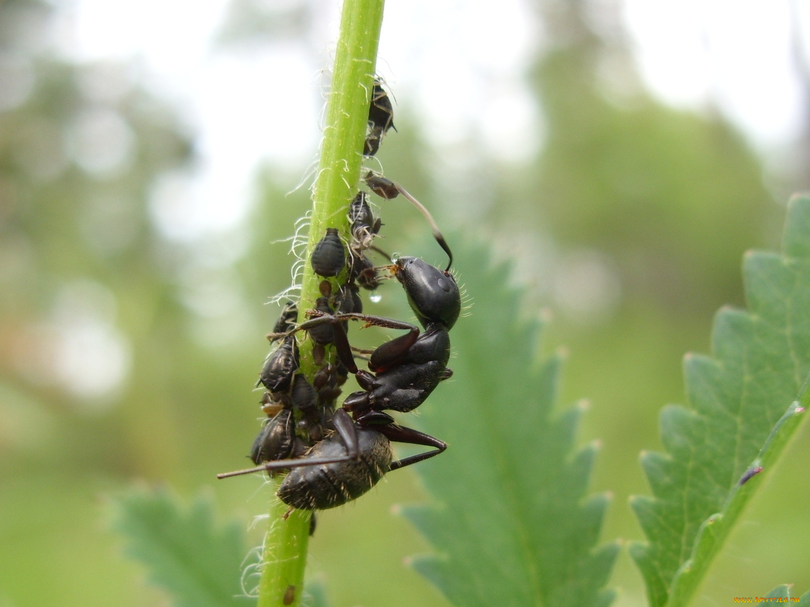 животные, насекомые
