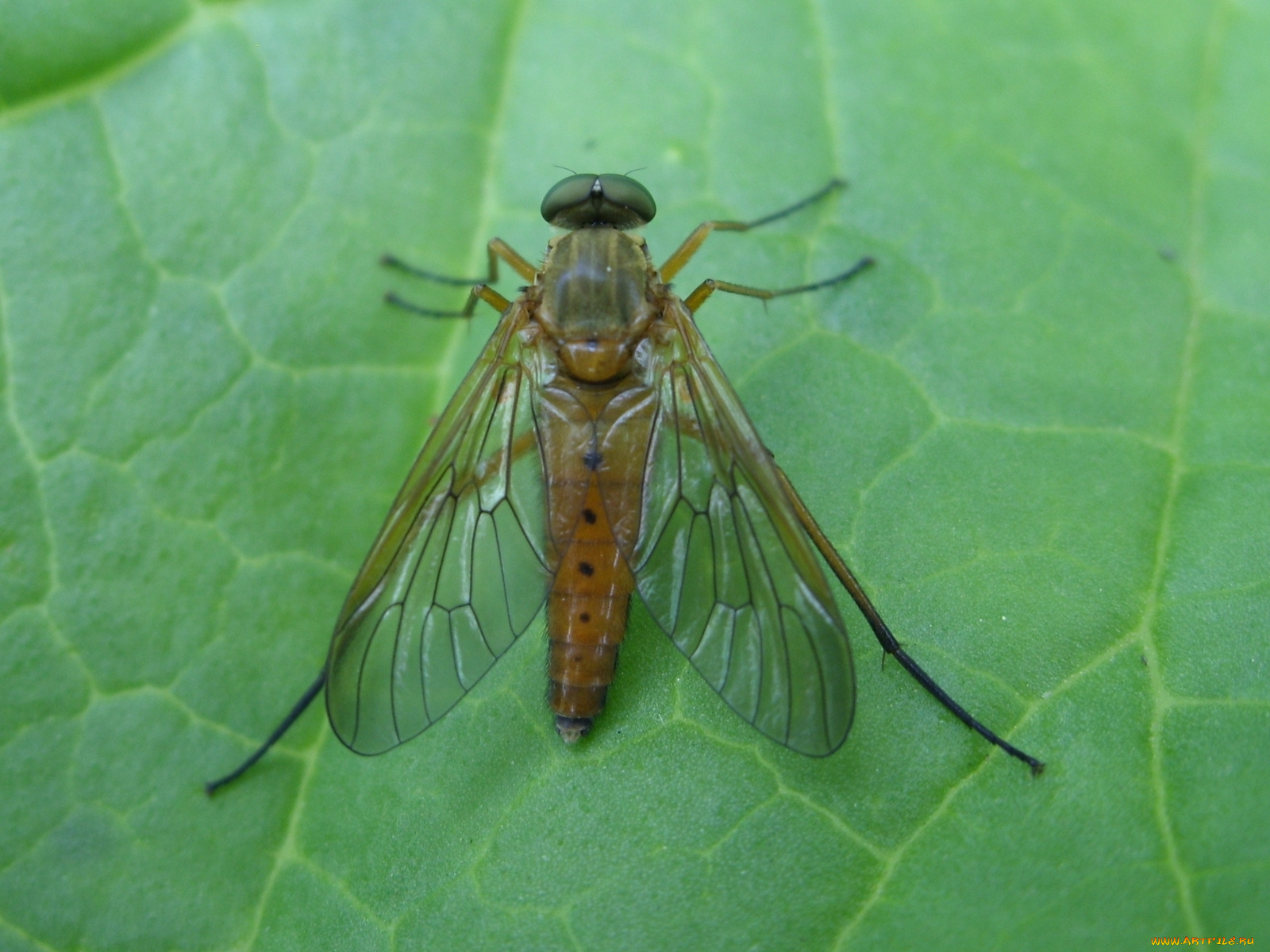 животные, насекомые