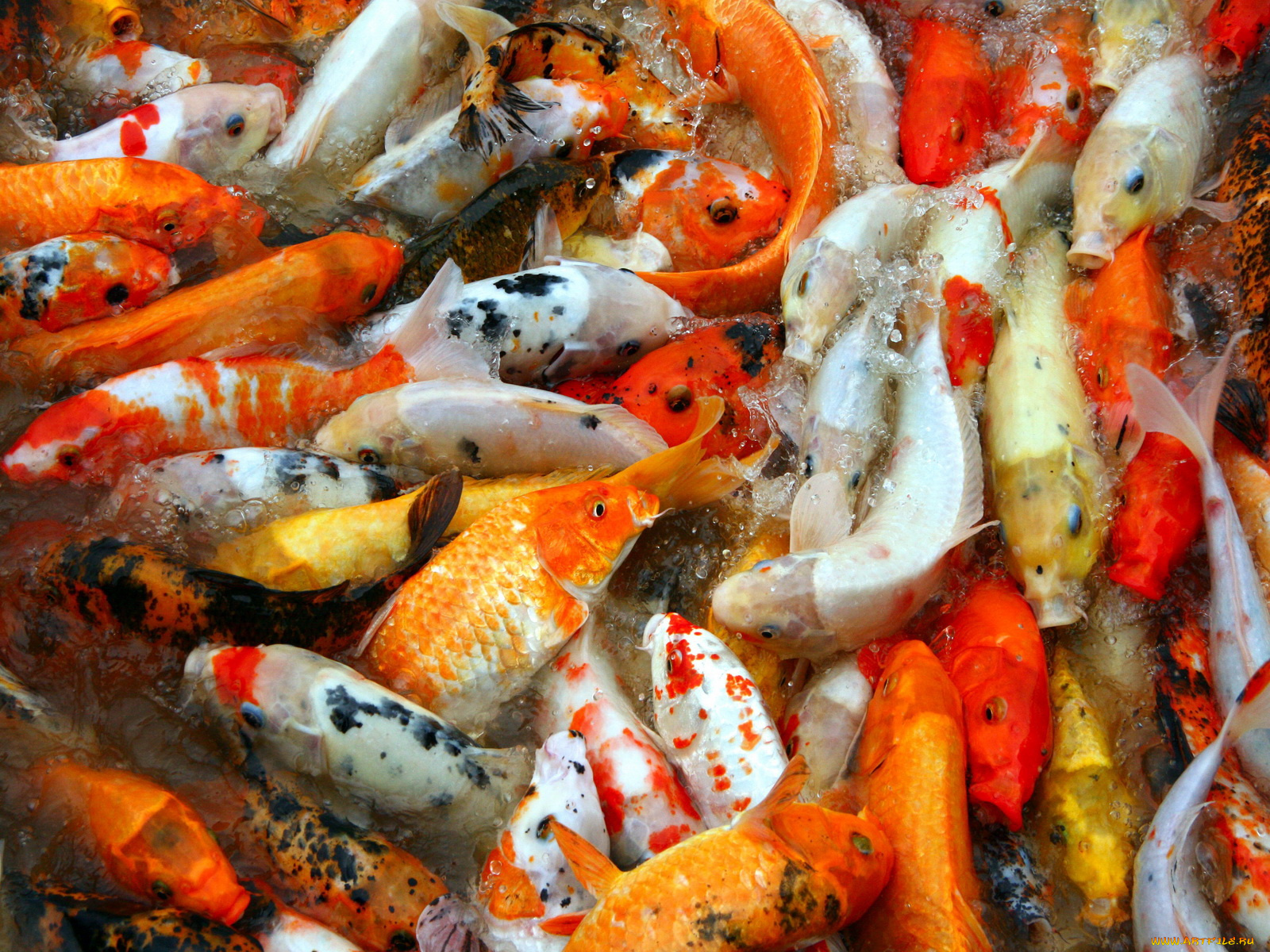 животные, рыбы