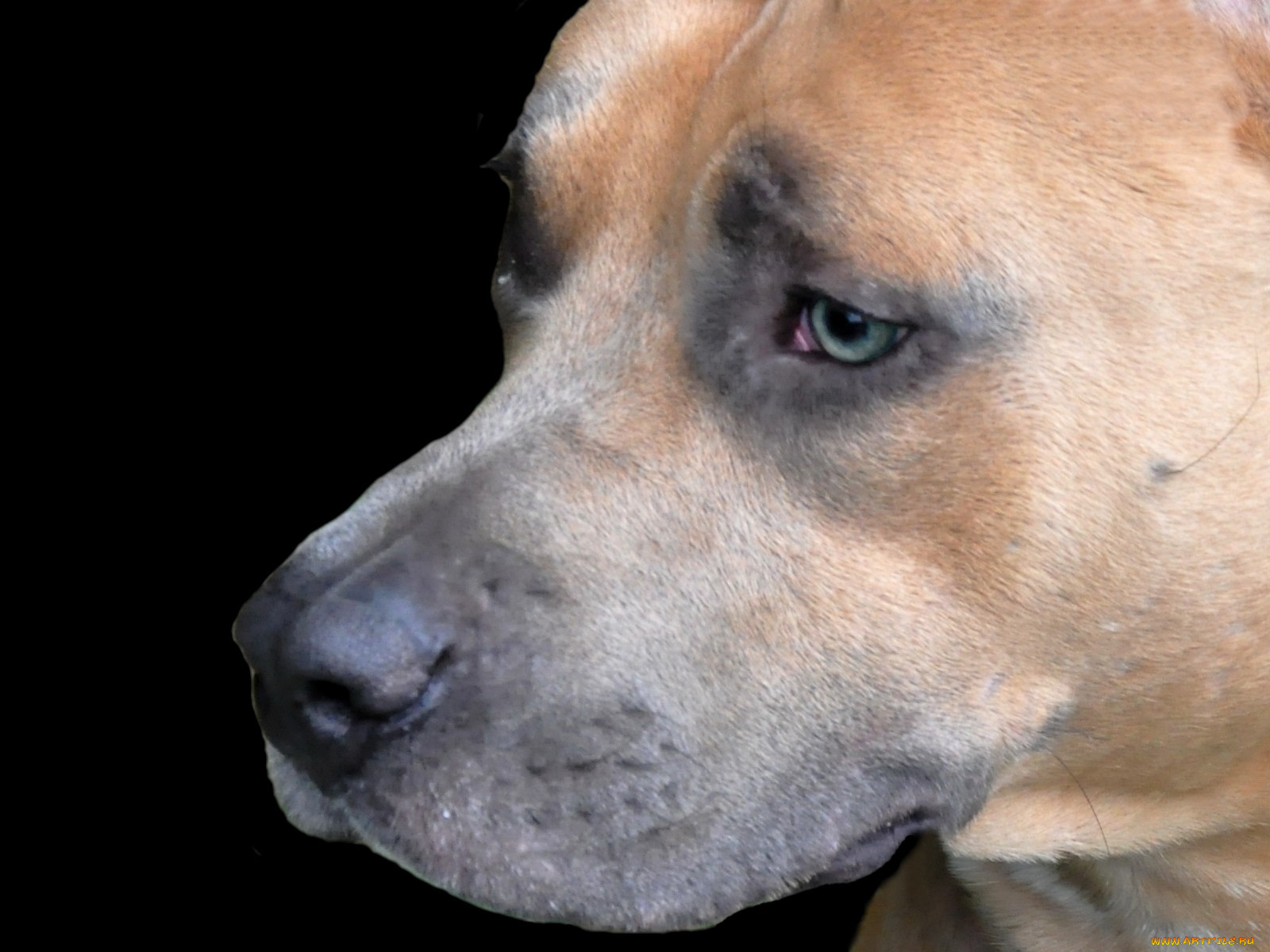 животные, собаки