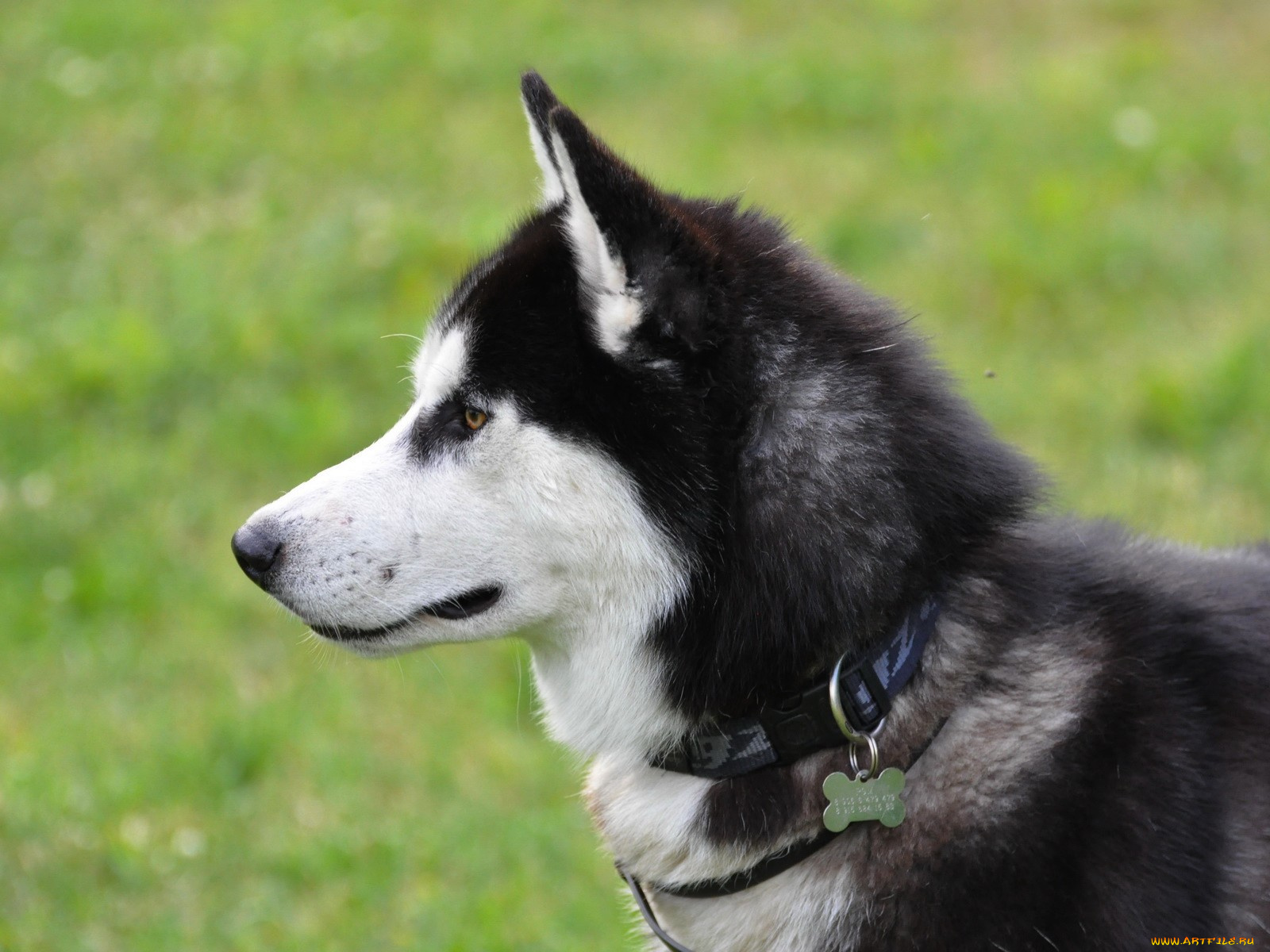 животные, собаки