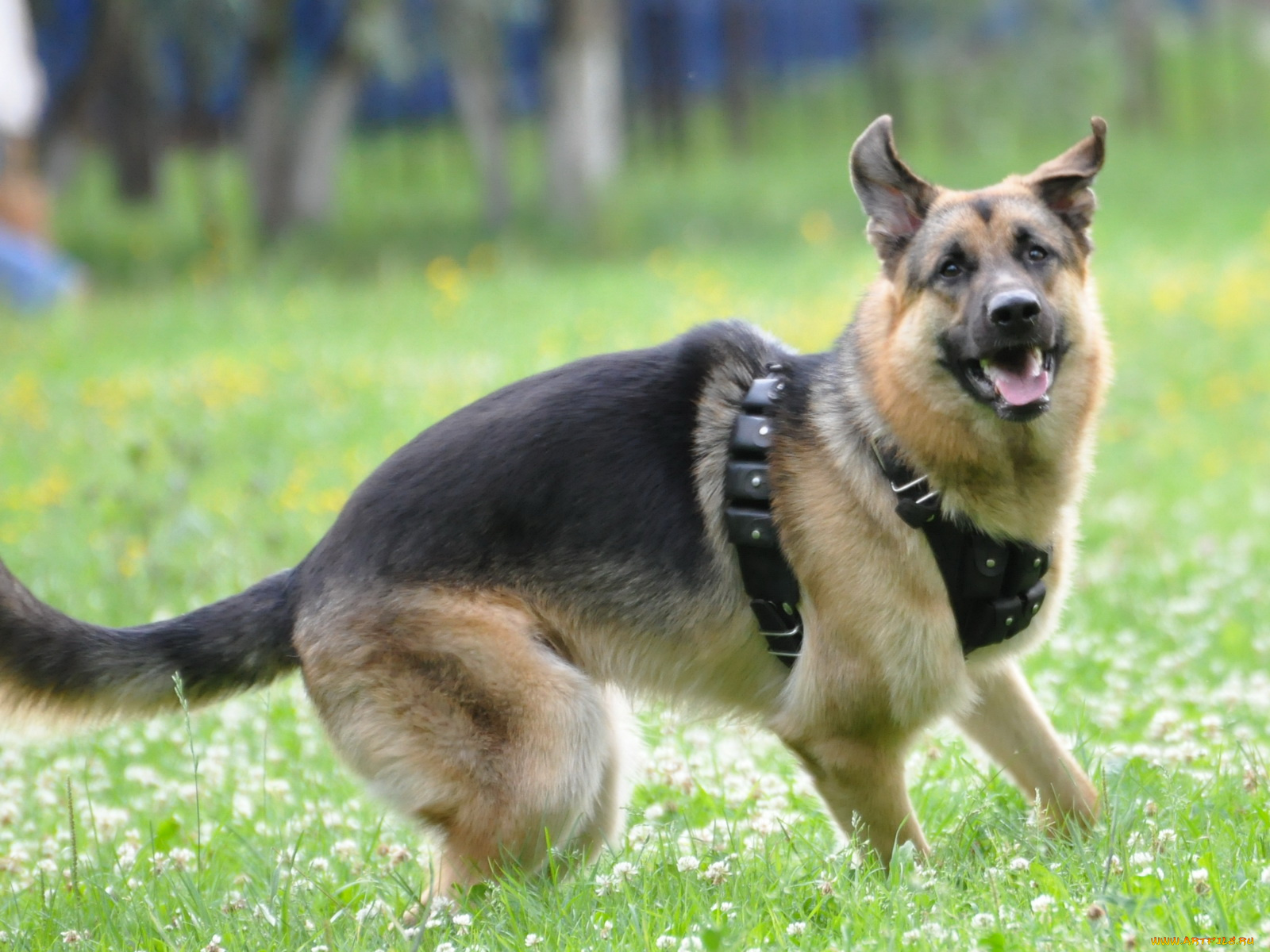 животные, собаки