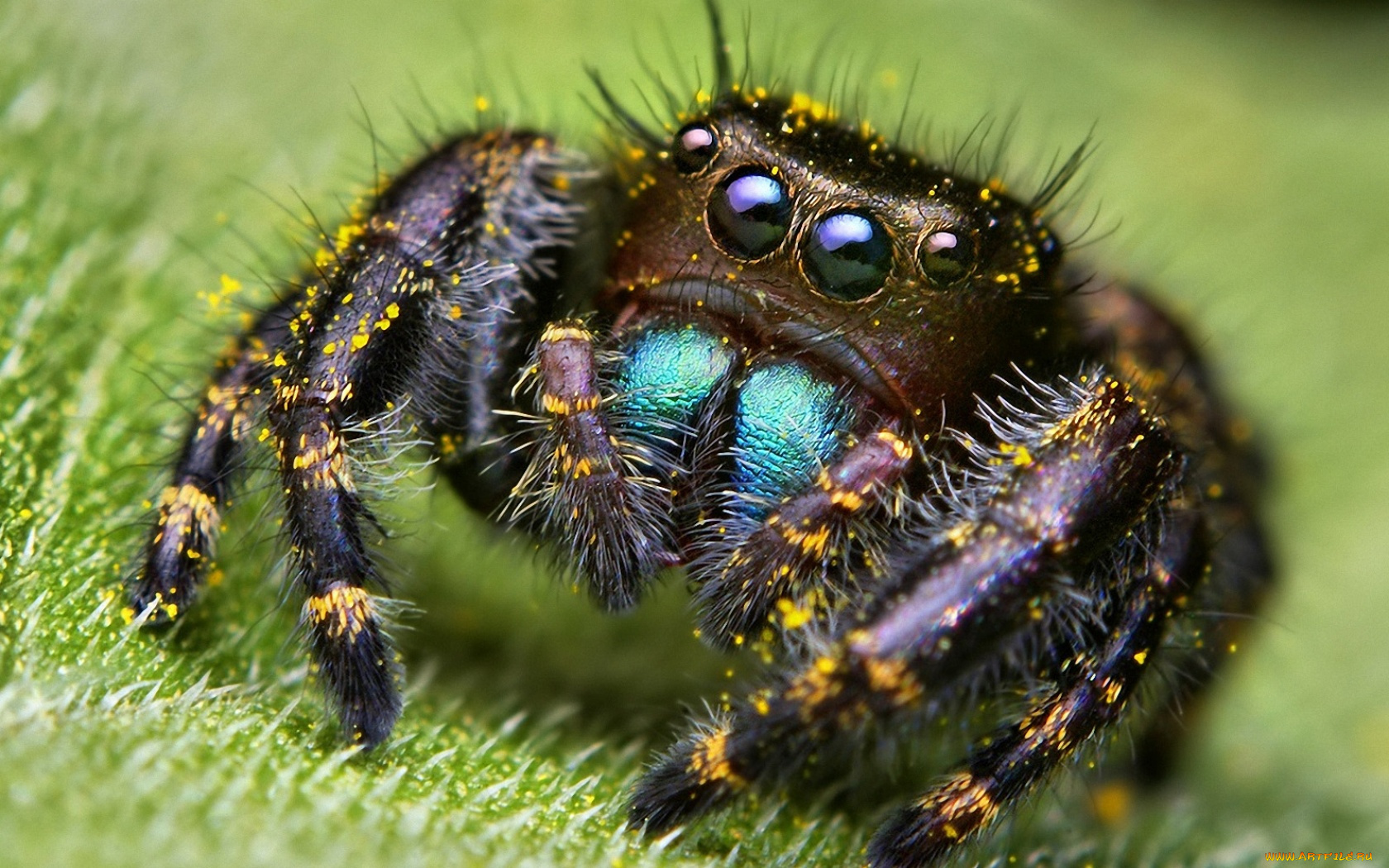 животные, пауки