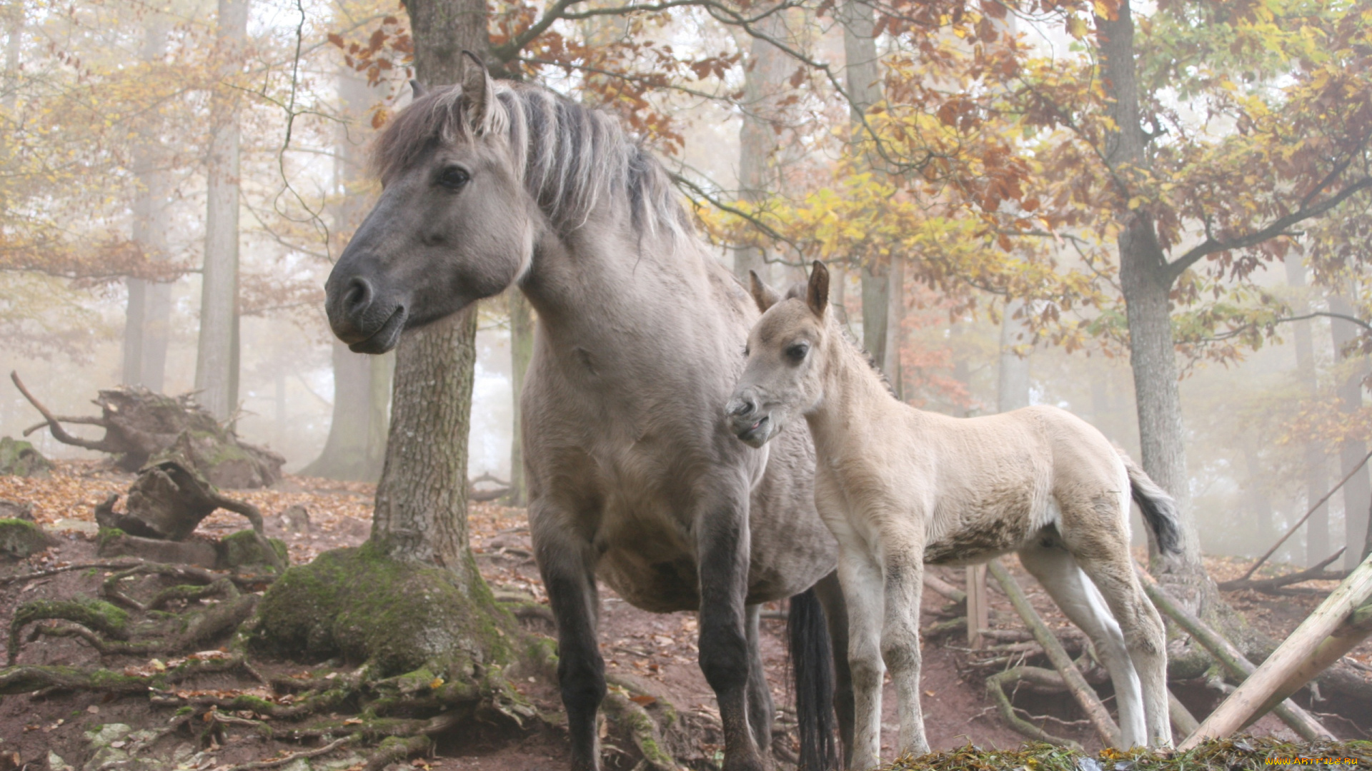 животные, лошади