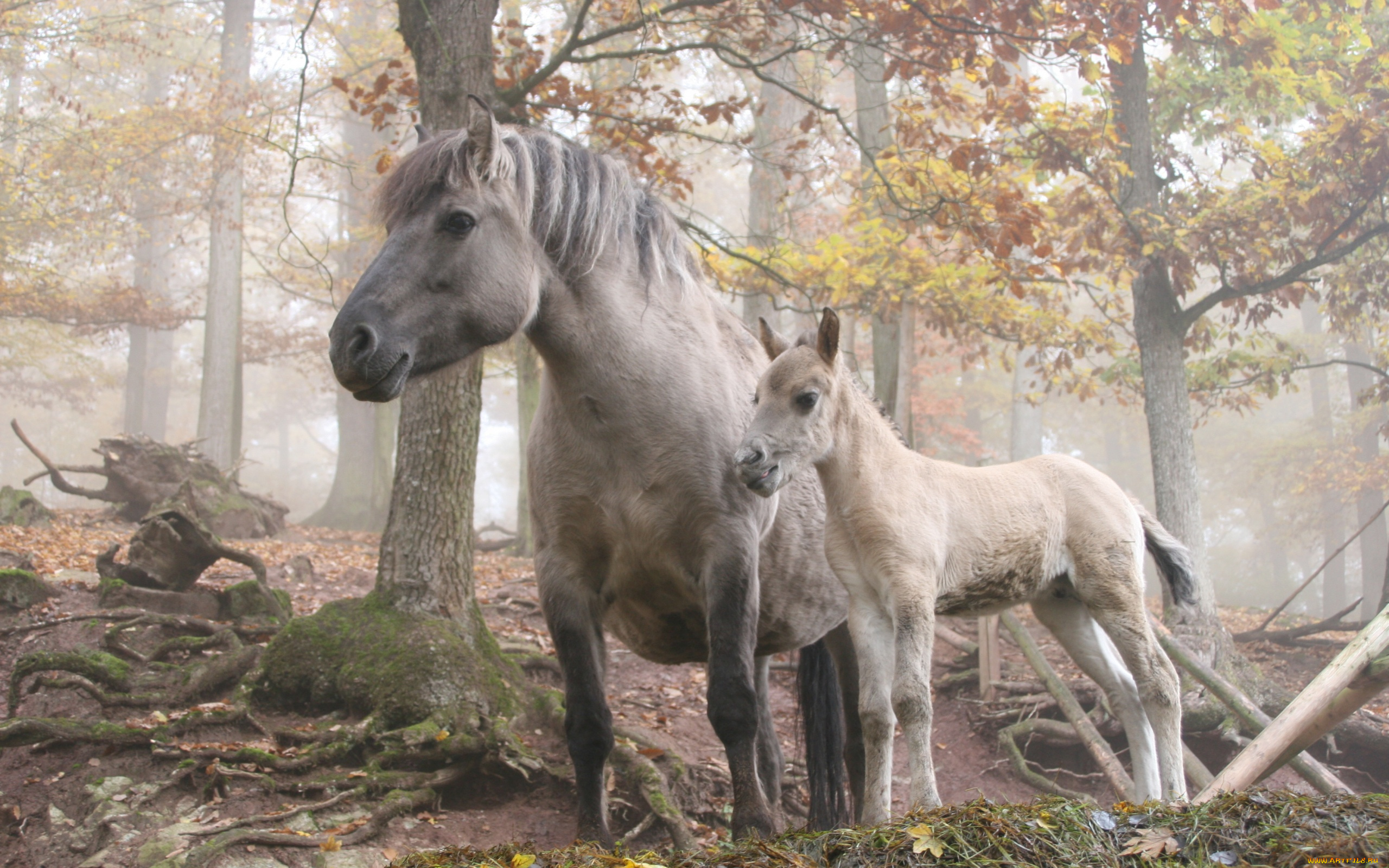 животные, лошади