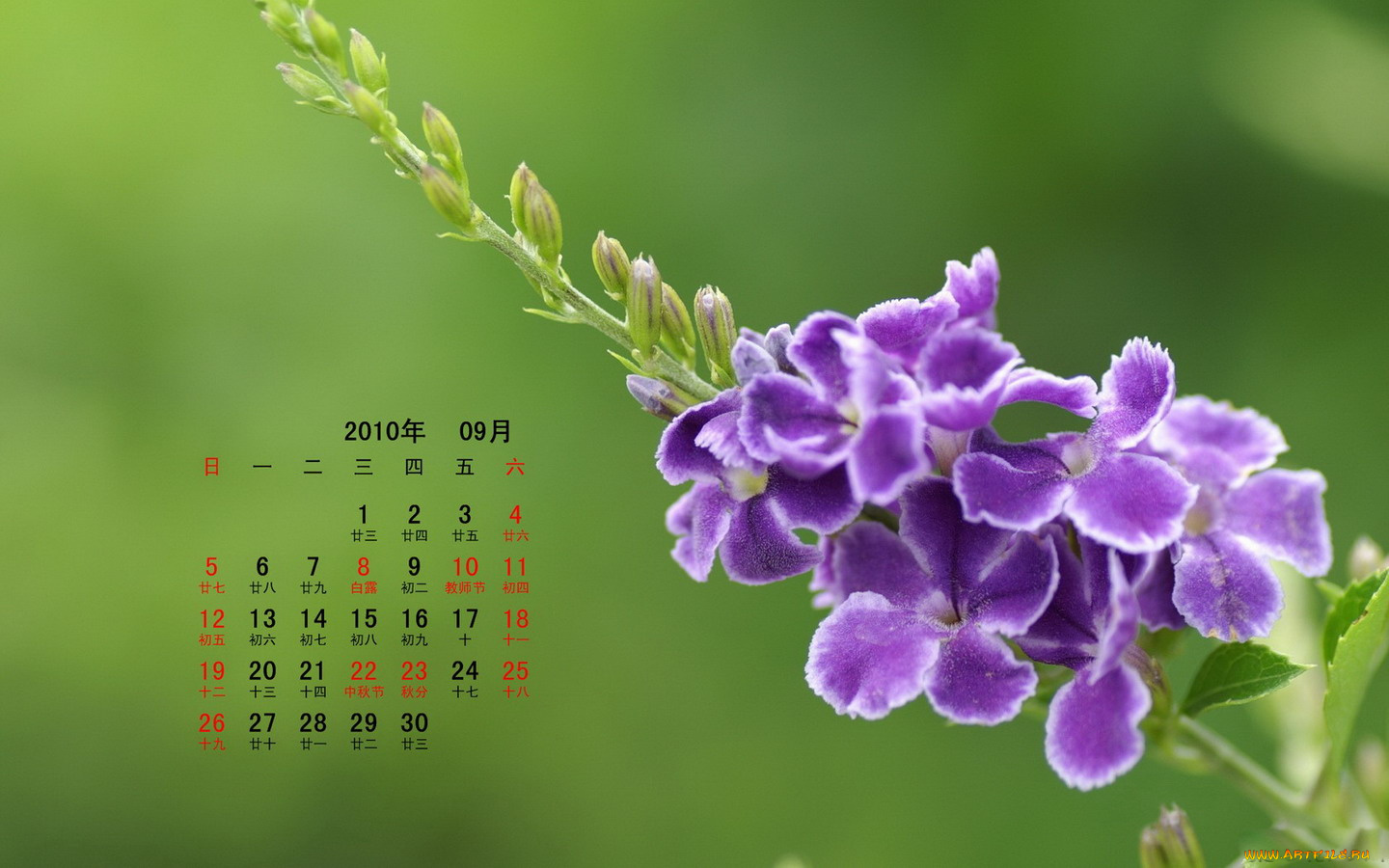 календари, цветы