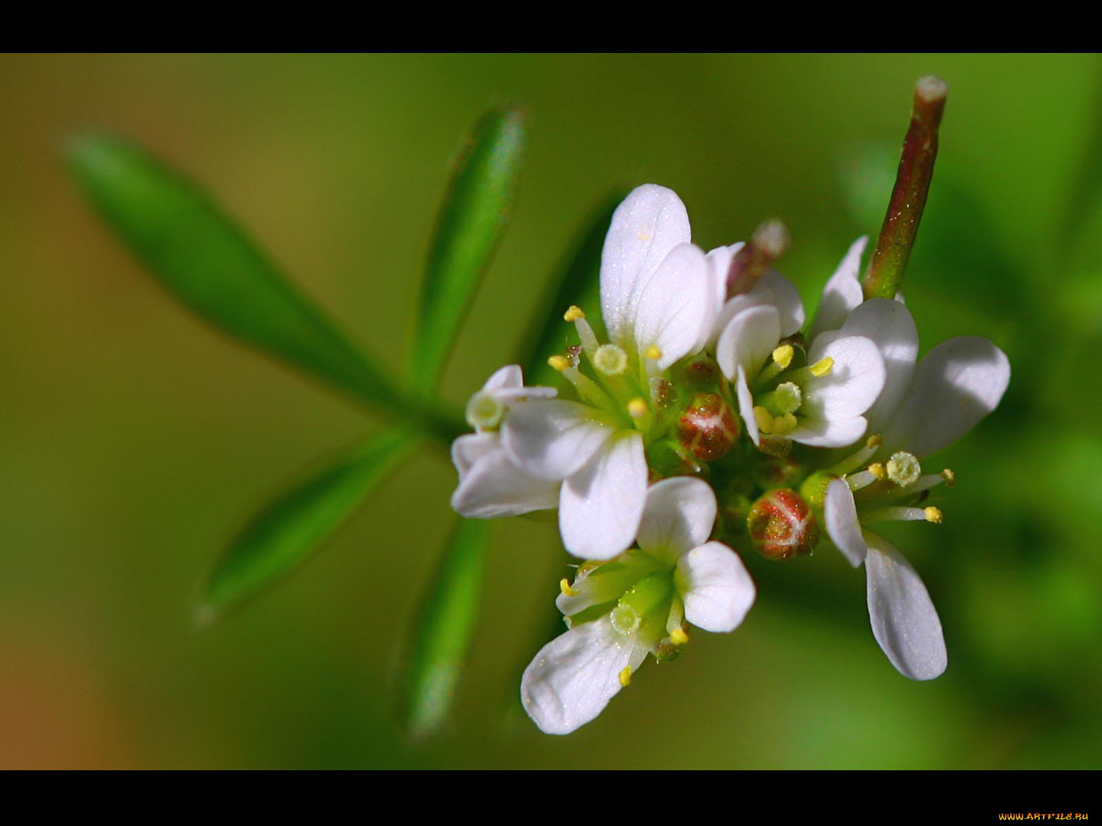 цветы, цветущие, деревья, кустарники
