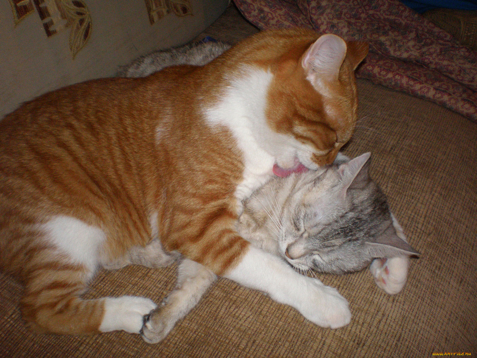 мои, котята, животные, коты