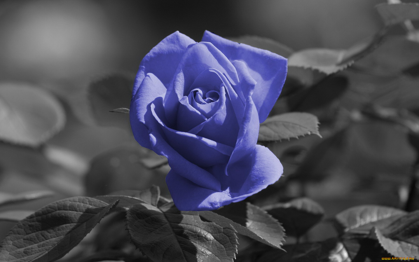 цветы, розы