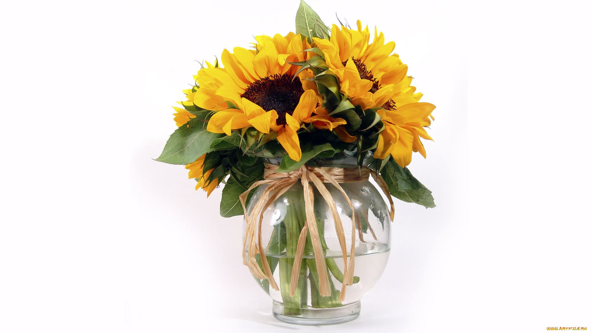 цветы, подсолнухи